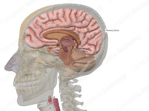 Pituitary Gland