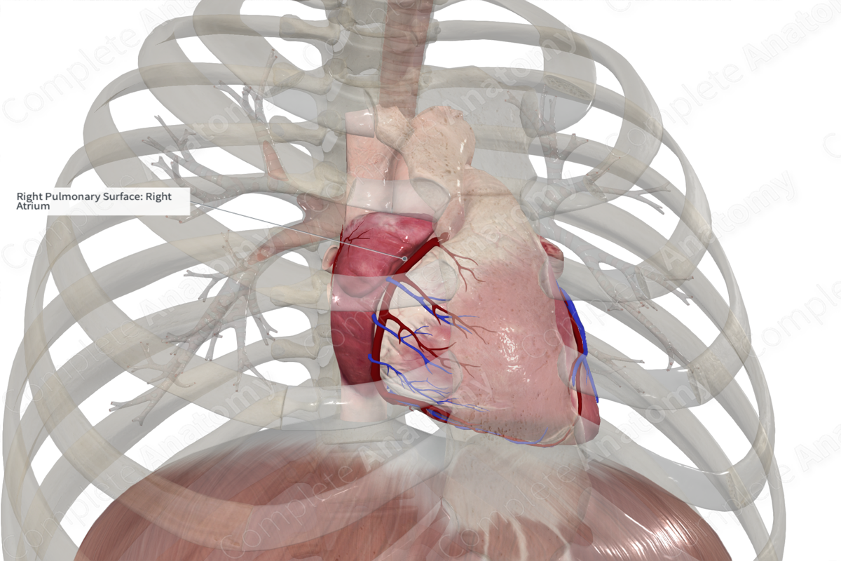 Right Atrium