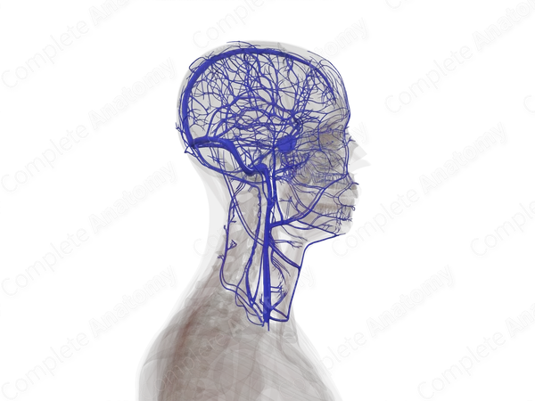 Veins of Head & Neck
