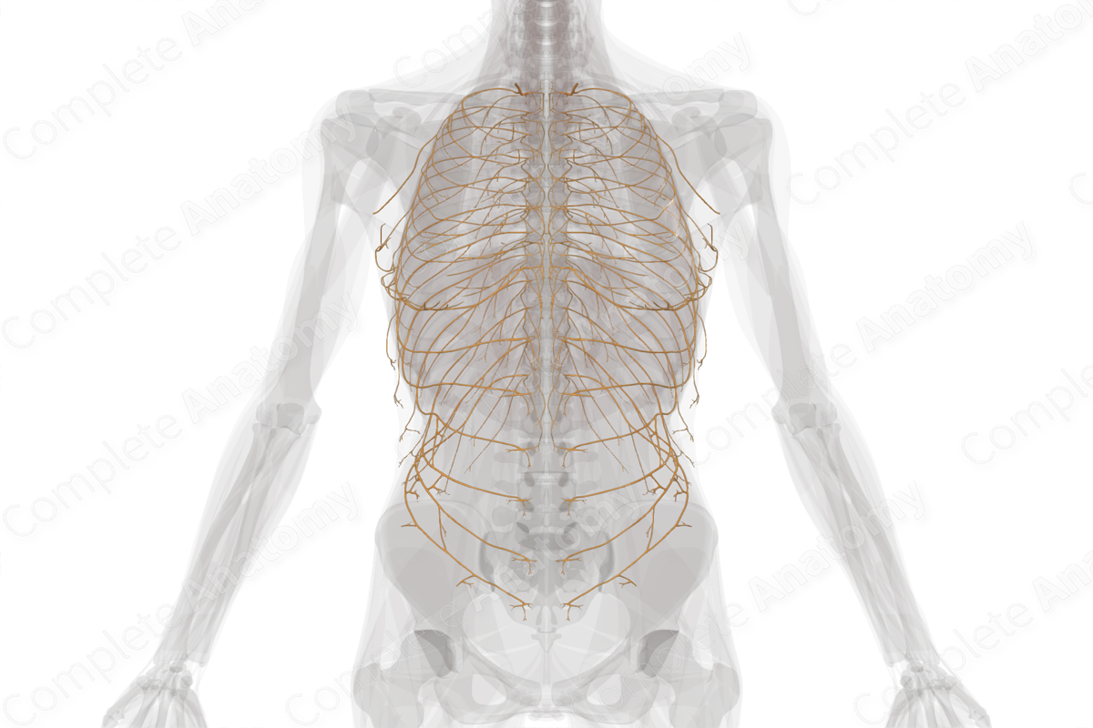 Thoracic Nerves