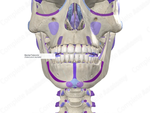Mental Tubercle (Left)
