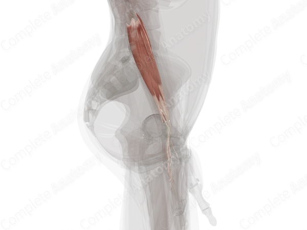 Anterior Compartment of Forearm (Left)