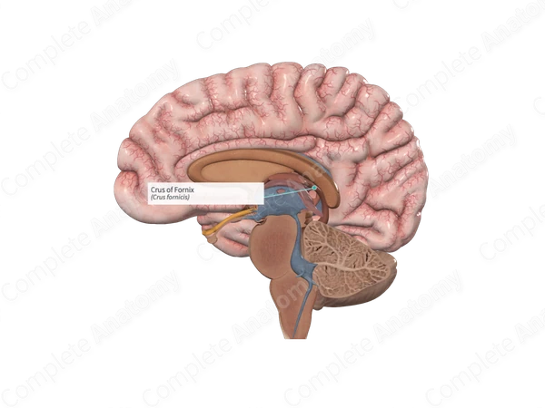 Crus of Fornix 