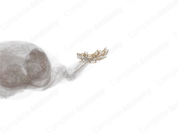 Nerves of Hand (Left)