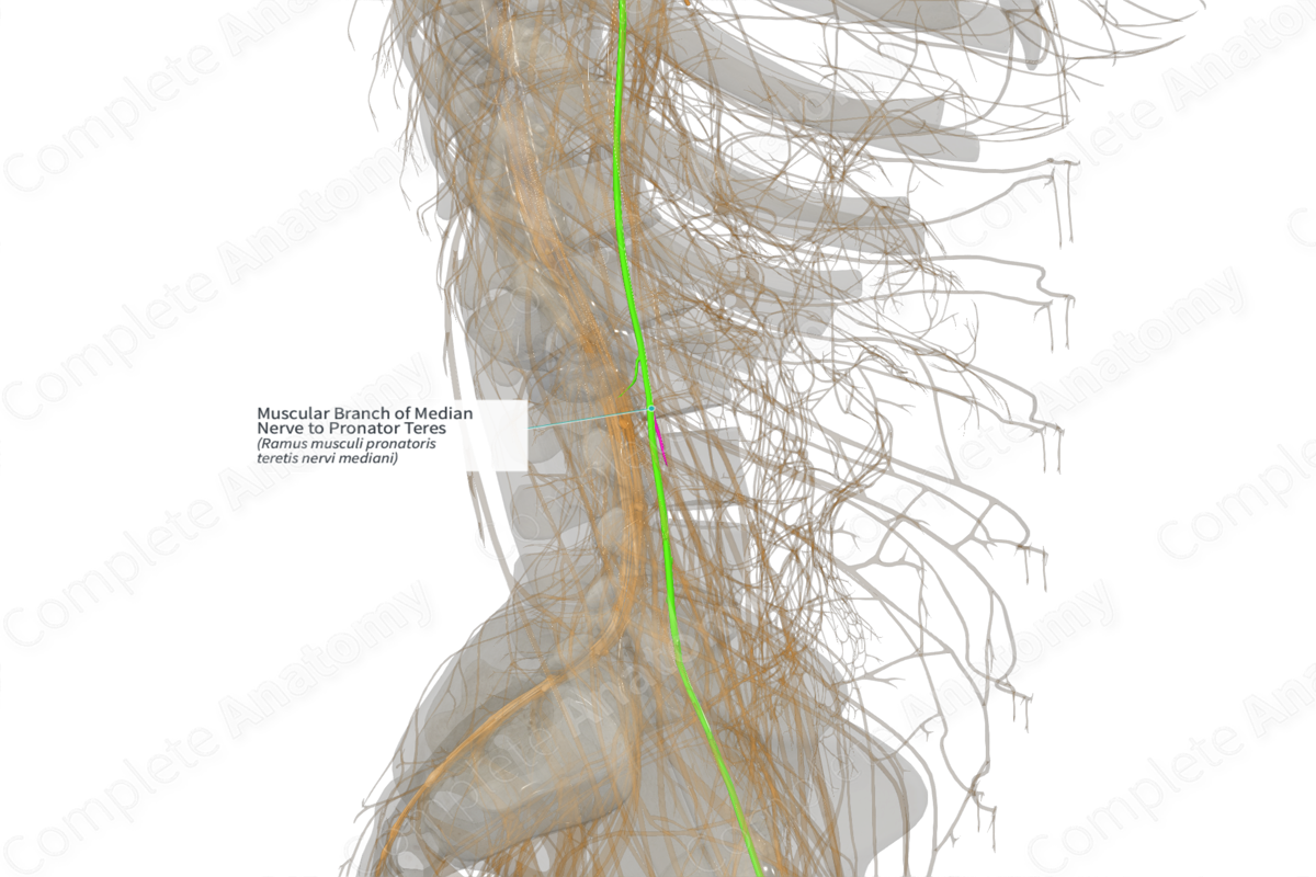 Muscular Branch of Median Nerve to Pronator Teres (Left)