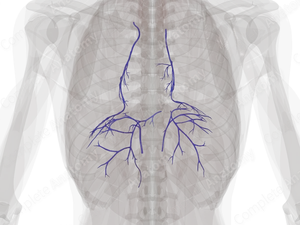 Veins of Respiratory Diaphragm