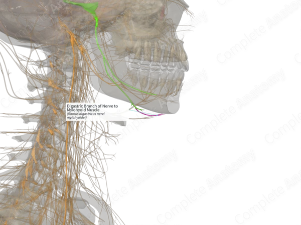 Digastric Branch of Nerve to Mylohyoid Muscle (Left)
