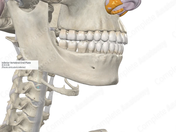 Inferior Vertebral End Plate (C3-C4)