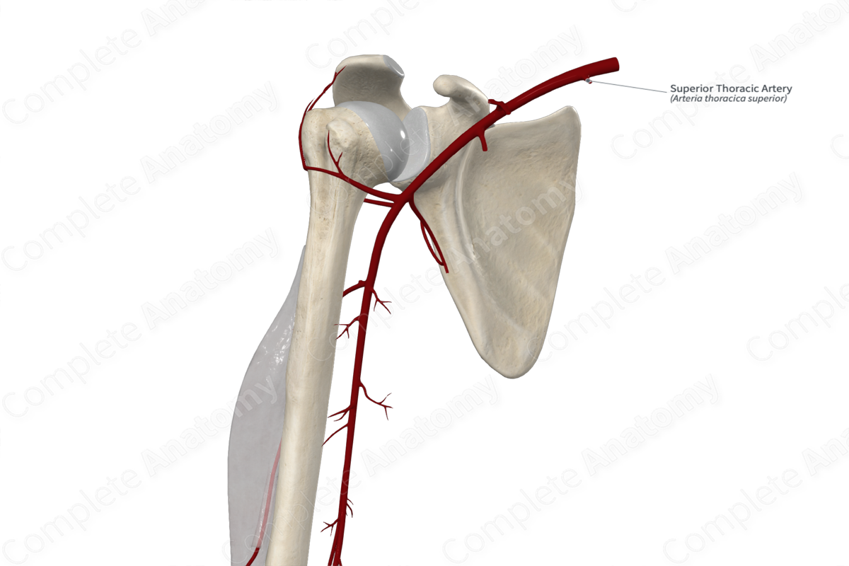 Superior Thoracic Artery 