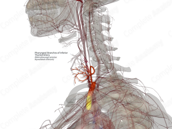 Pharyngeal Branches of Inferior Thyroid Artery (Right)