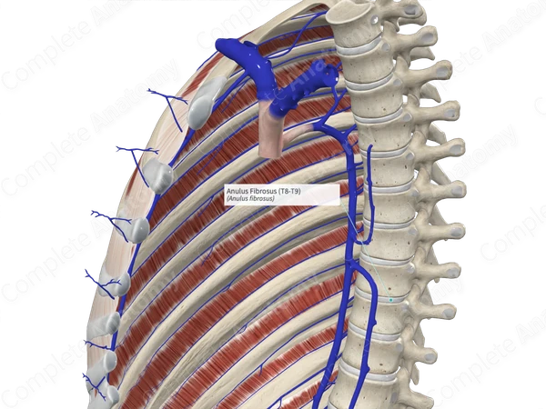 Anulus Fibrosus (T8-T9)
