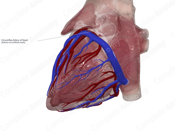 Circumflex Artery of Heart