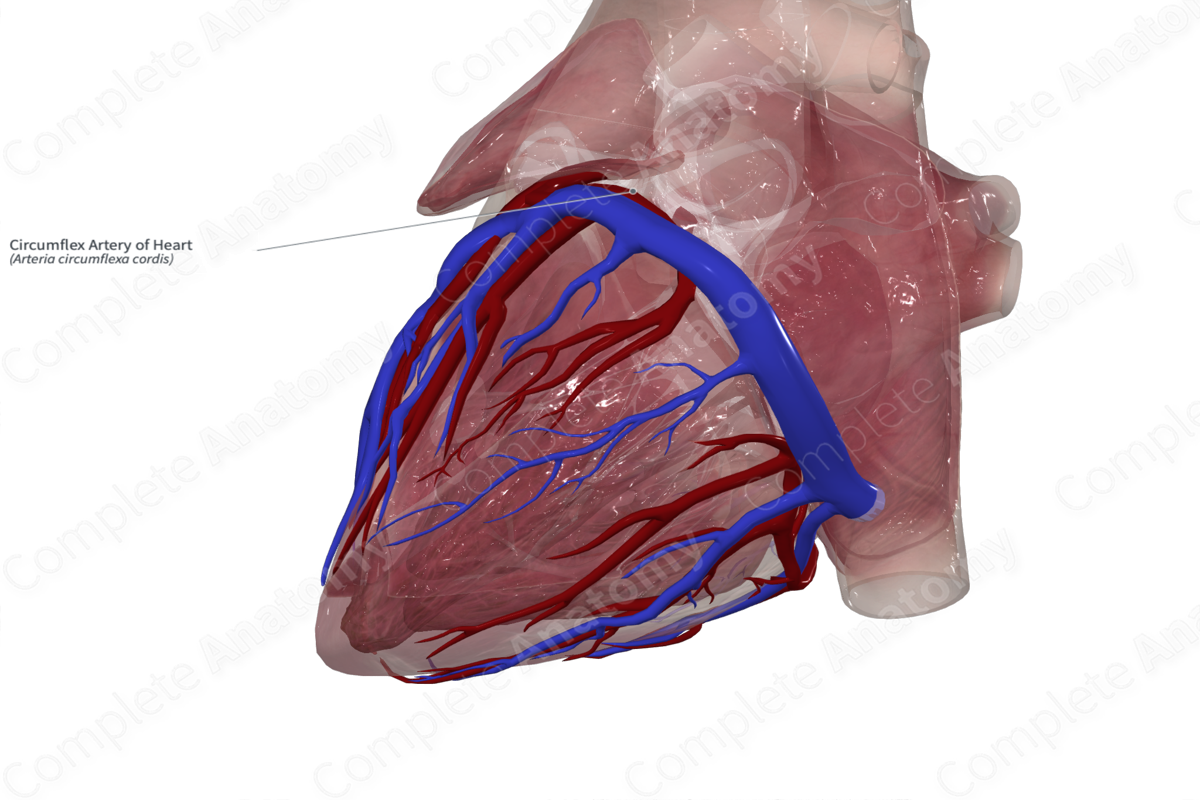 Circumflex Artery of Heart