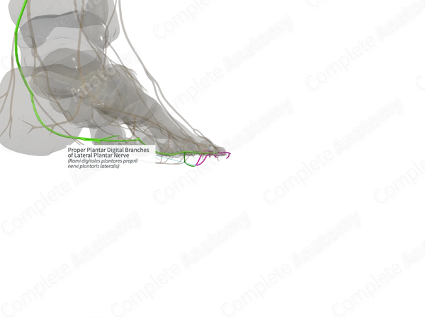 Proper Plantar Digital Branches of Lateral Plantar Nerve (Right)