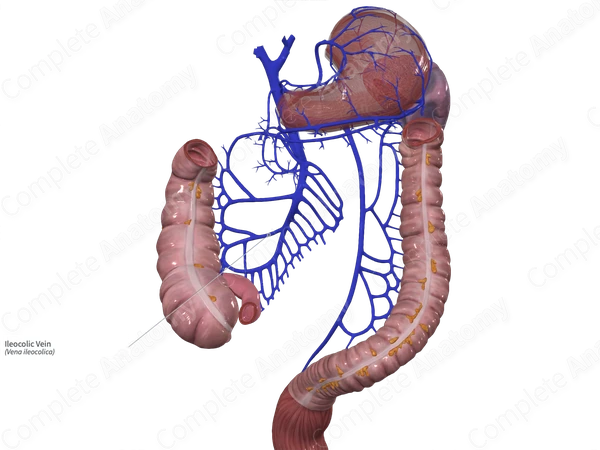 Ileocolic Vein