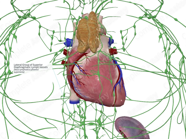 Lateral Group of Superior Diaphragmatic Lymph Vessels