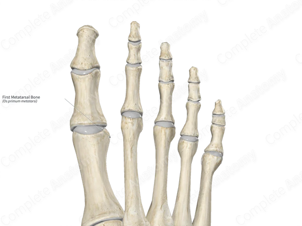 First Metatarsal Bone 
