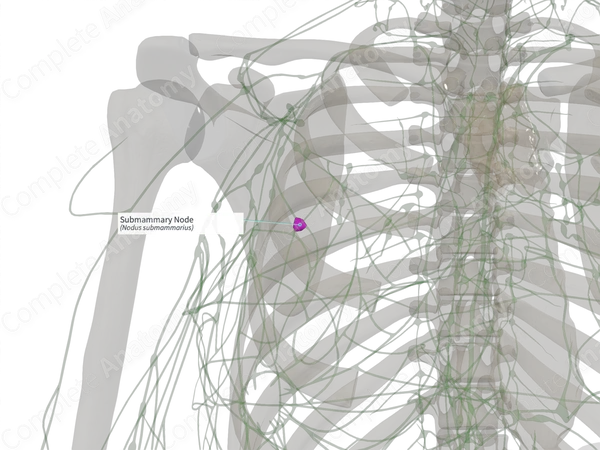 Submammary Node (Left)