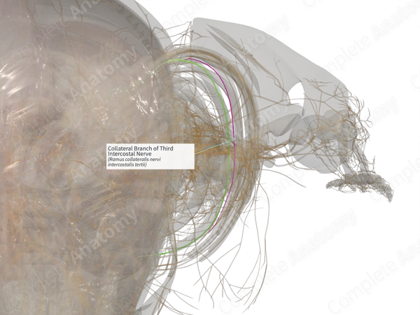 Collateral Branch of Third Intercostal Nerve (Left)