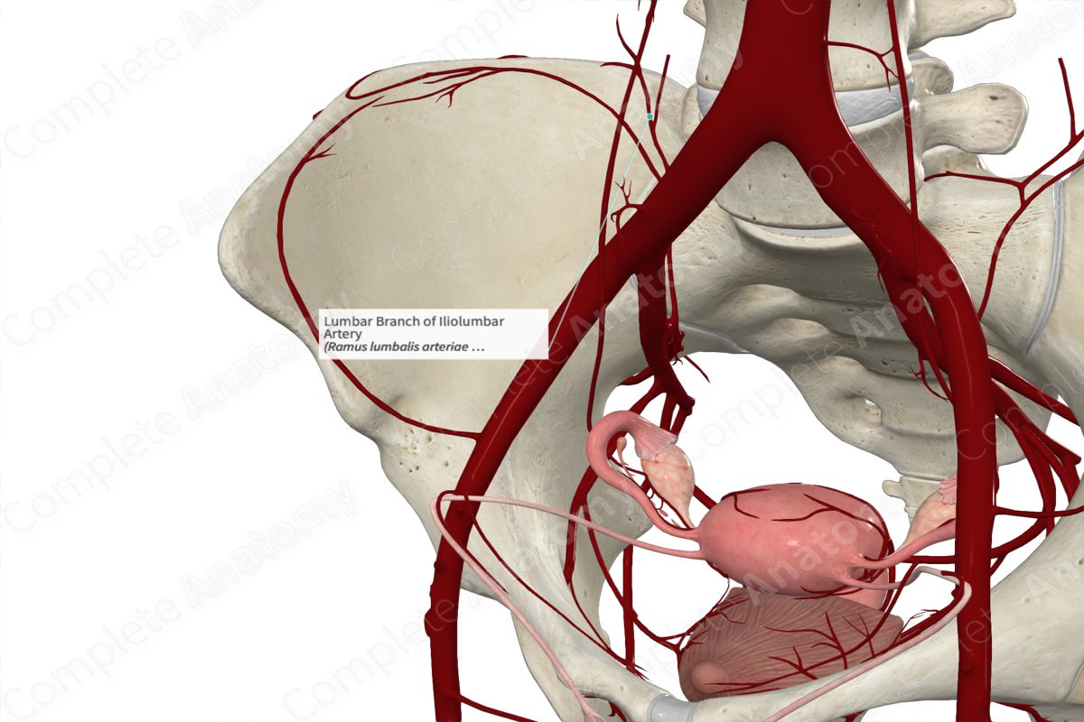 Lumbar Branch of Iliolumbar Artery 