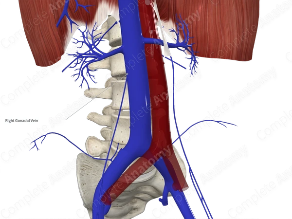Right Testicular Vein