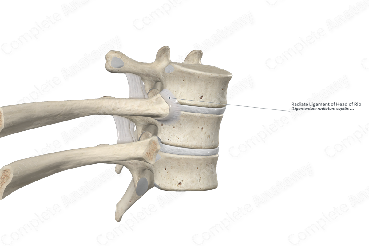 Radiate Ligament of Head of Rib 