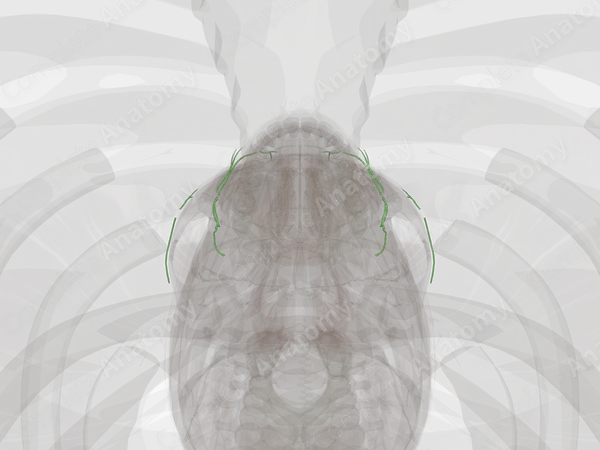 Facial Lymph Vessels