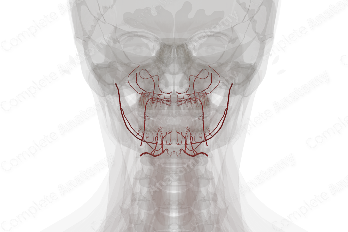 Arteries of Oral Cavity