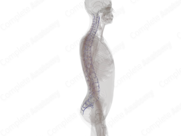Veins of Vertebral Column