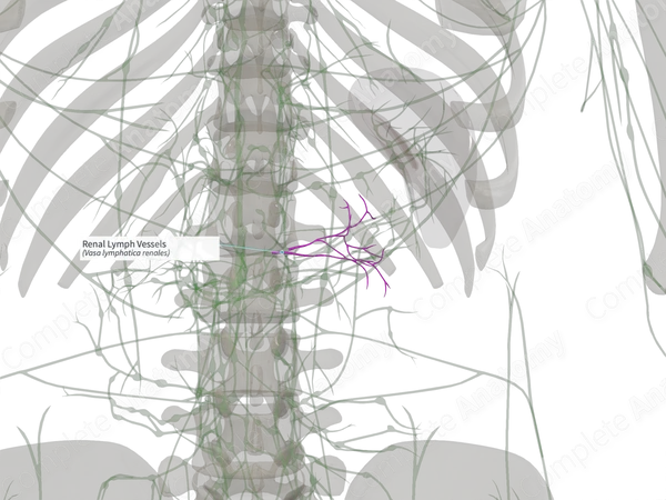 Renal Lymph Vessels (Right)
