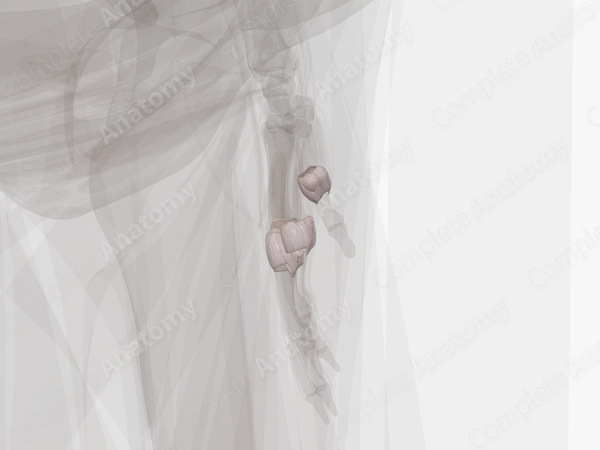 Metacarpophalangeal Joints (Left)