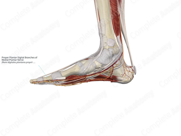Proper Plantar Digital Branches of Medial Plantar Nerve 