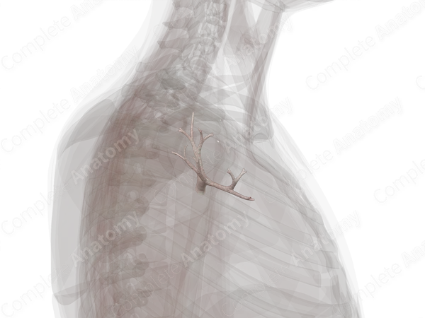 Bronchi of Superior Lobe of Right Lung
