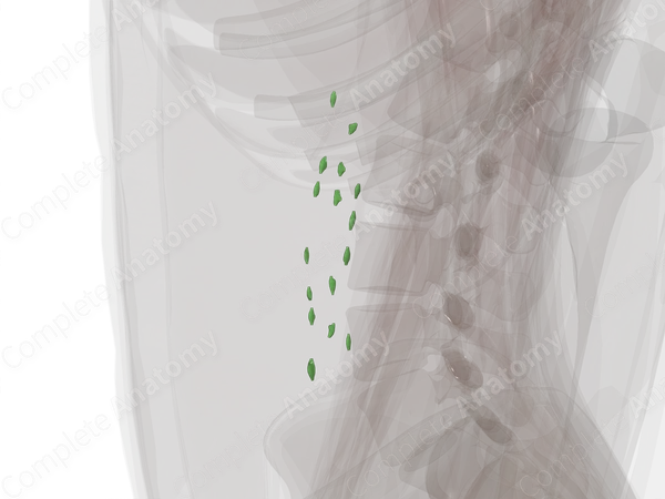 Right Lumbar Nodes