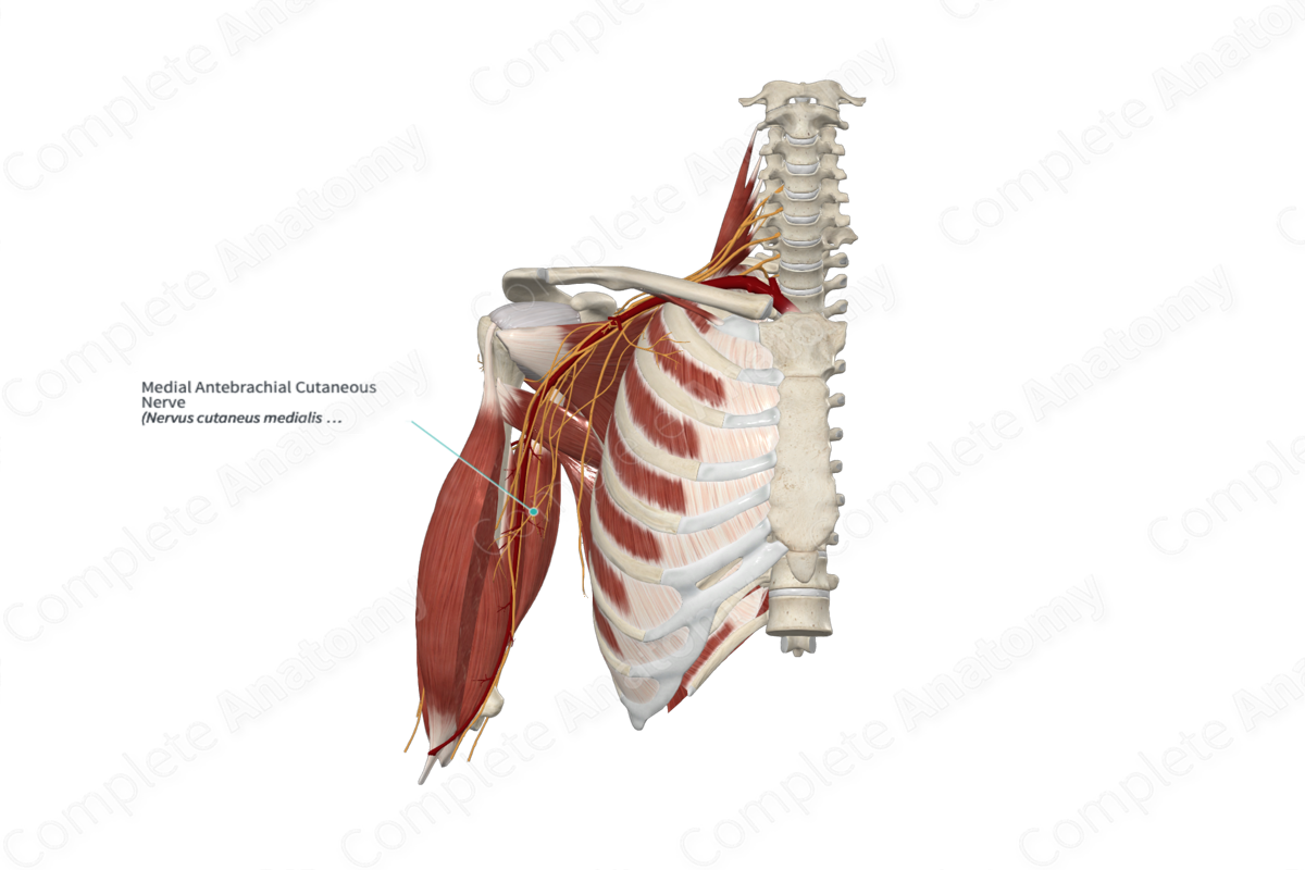Medial Antebrachial Cutaneous Nerve 