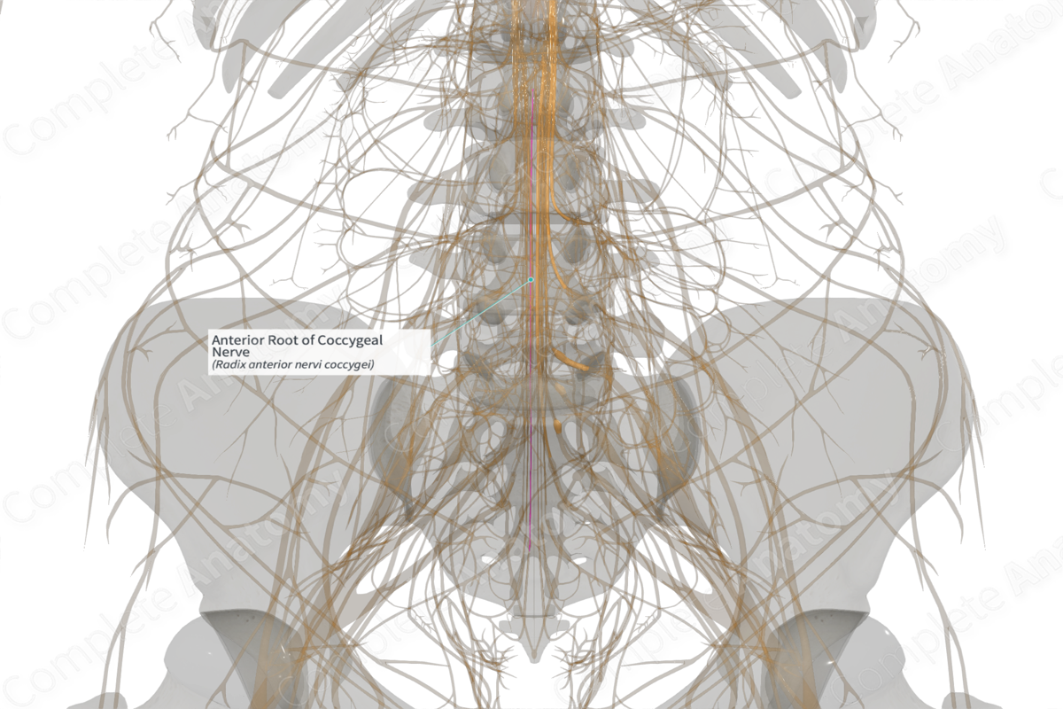 Anterior Root of Coccygeal Nerve (Left)