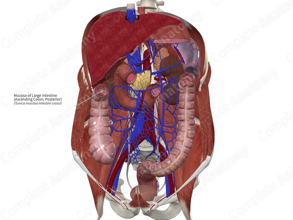 Mucosa of Large Intestine (Ascending Colon; Posterior)