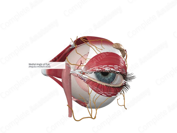 Medial Angle of Eye
