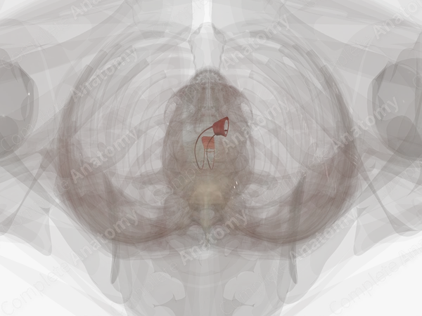 Circular Muscular Layer of Esophagus