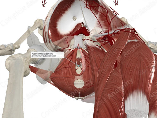 Pubourethral Ligament