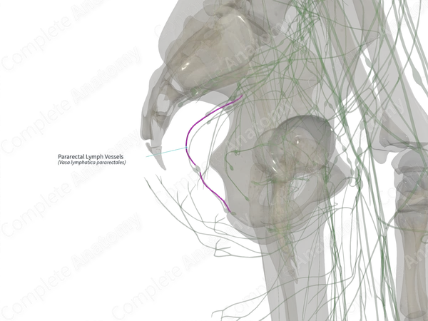 Pararectal Lymph Vessels (Left)