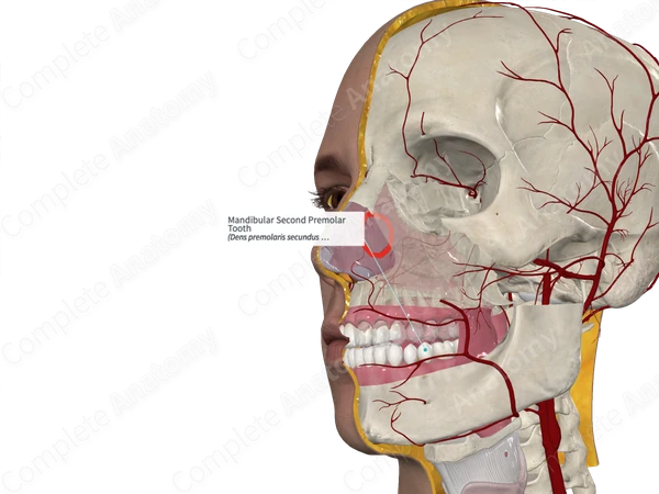 Mandibular Second Premolar Tooth 
