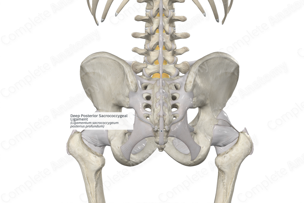 Deep Posterior Sacrococcygeal Ligament