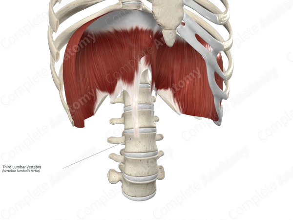 Third Lumbar Vertebra
