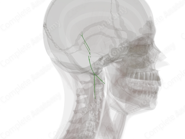 Mastoid Lymph Vessels