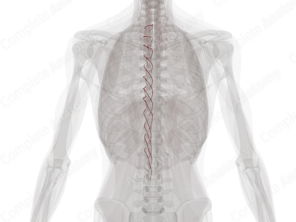 Medial Dorsal Cutaneous Branches of Posterior Intercostal Arteries (Left)