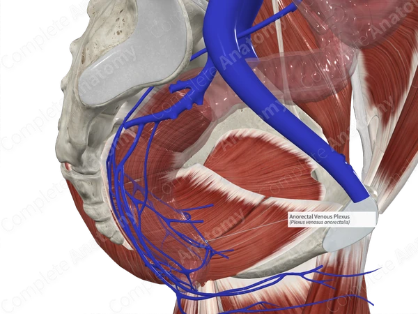 Anorectal Venous Plexus 