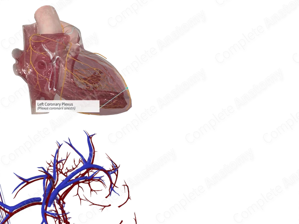 Left Coronary Plexus