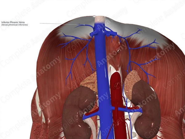 Inferior Phrenic Veins 