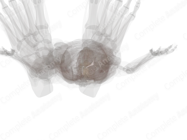 Subtalar Joint (Left)